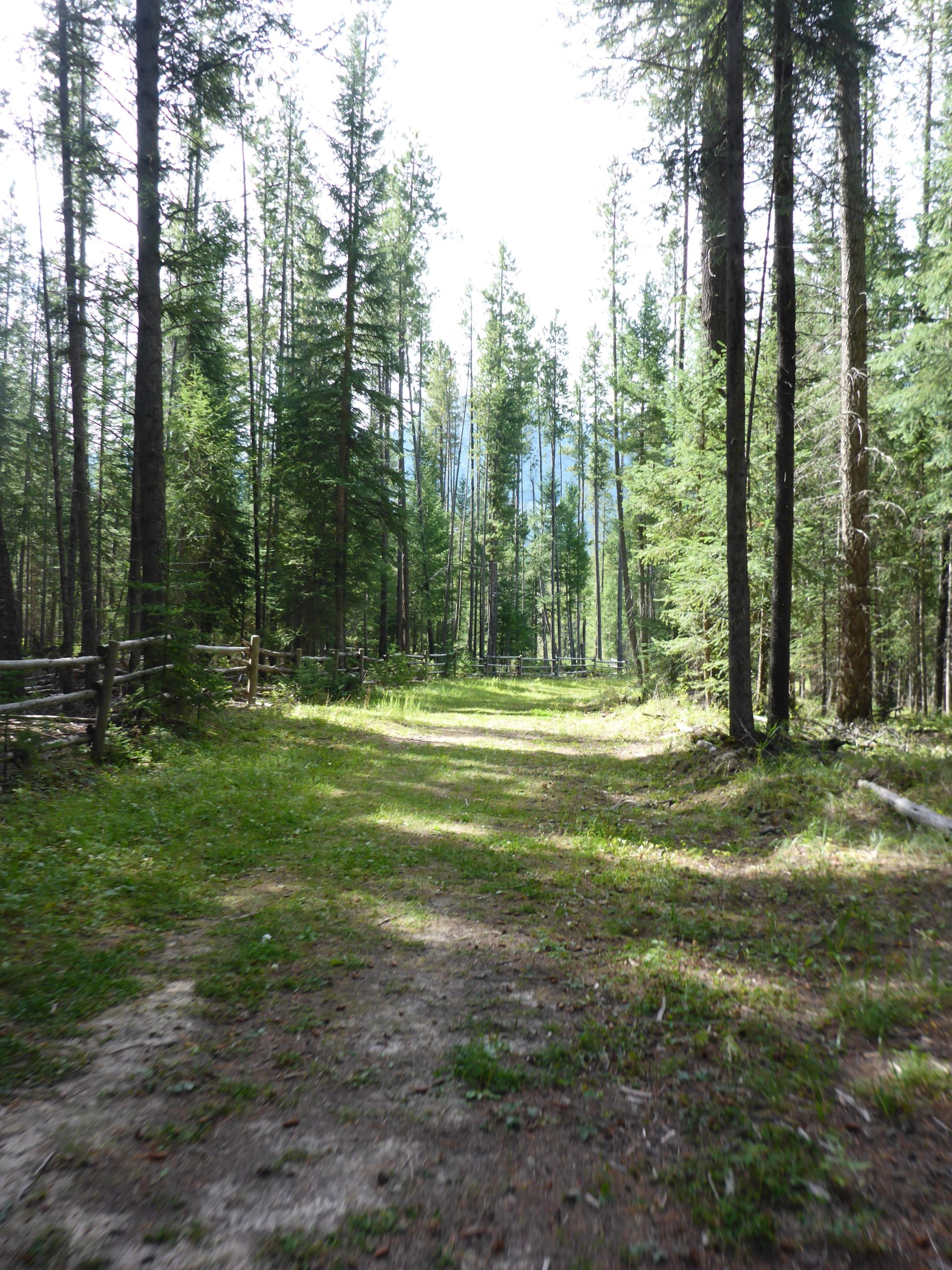 A serene forest path winding through tall trees, with dappled sunlight illuminating the ground covered in grass and dirt. Fences line the sides of the trail, creating a peaceful, natural setting. Nipika Mountain Resort mountain bike trail.