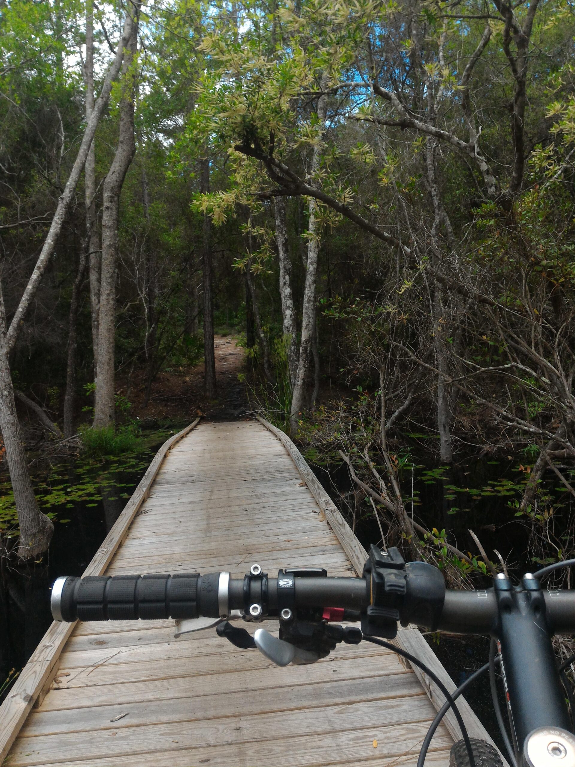 Santa Cruz Tallboy Carbon: A wooden bike path stretches through a lush forest, surrounded by trees and reflecting water. The image captures the handlebars of a bicycle in the foreground, showing part of the wooden path ahead, which leads into a serene, green environment.