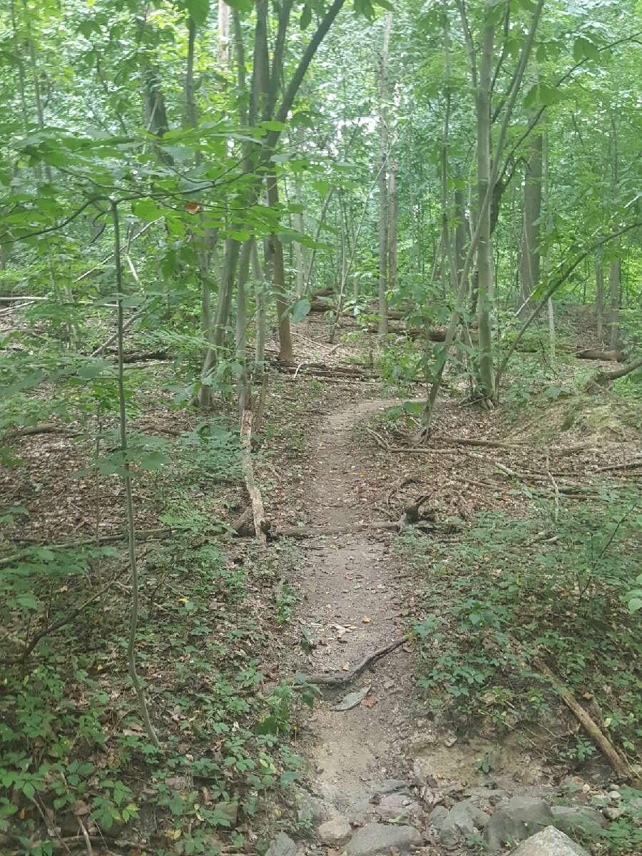 A narrow dirt path winding through a lush green forest, surrounded by tall trees and dense underbrush. Sunlight filters through the leaves, casting dappled shadows on the ground. Belmont Plateau mountain bike trail.
