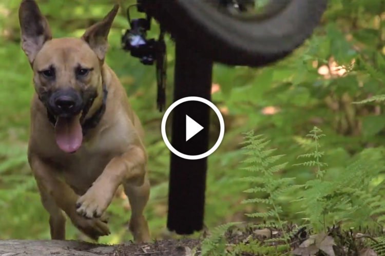 A happy dog with a panting expression runs energetically through a lush, green forest, with a bicycle tire above it, suggesting an outdoor adventure.