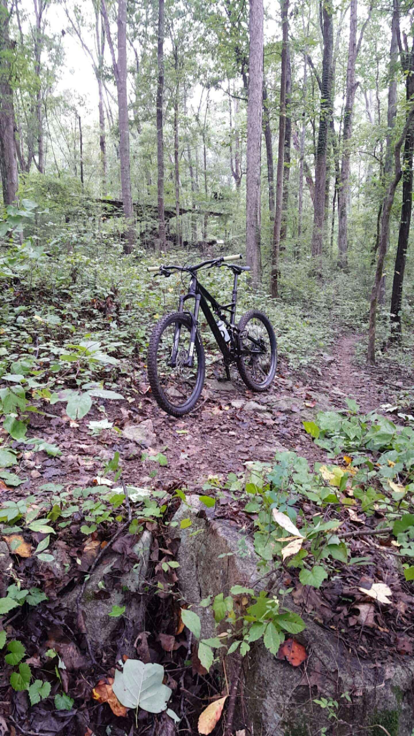 Specialized Camber 650B: A mountain bike resting on a rocky patch in a dense forest, surrounded by green foliage and tall trees. A narrow dirt trail winds through the background, inviting exploration.