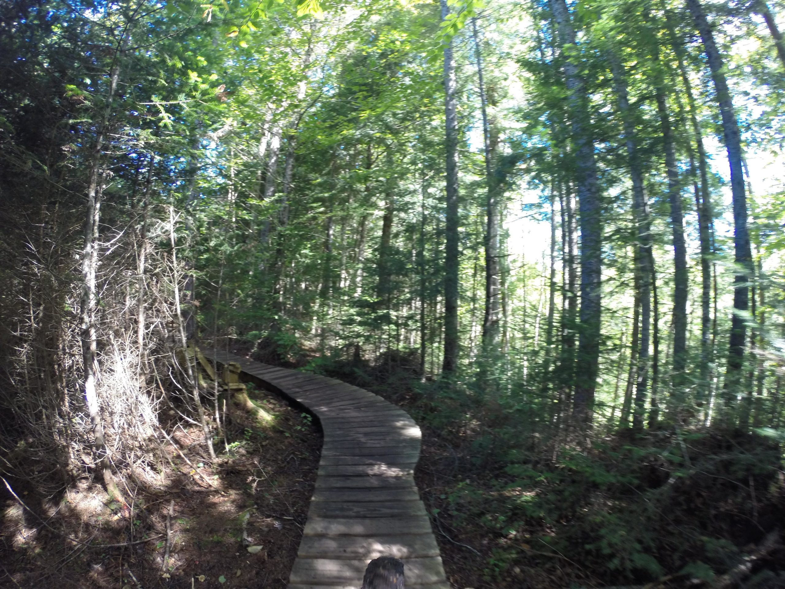 A winding wooden boardwalk traverses through a lush, green forest filled with tall trees and dense underbrush, illuminated by dappled sunlight filtering through the leaves above. Kingdom Trails mountain bike trail.