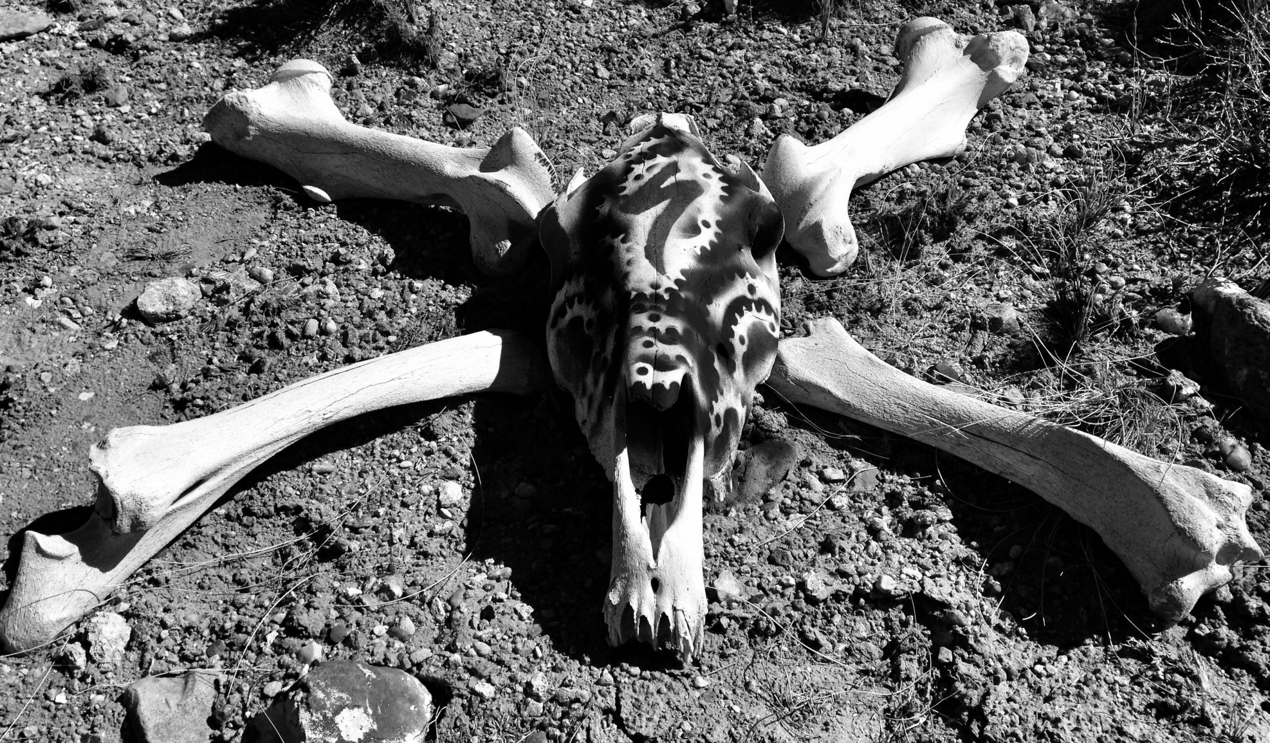 A black and white image of a large animal skeleton lying on rocky ground, featuring a prominent skull with distinctive patterns and several long, white bones arranged in a star-like formation. The setting appears natural, with some small pebbles and dry grass surrounding the bones. Mariposa Fat Bike Trails mountain bike trail.