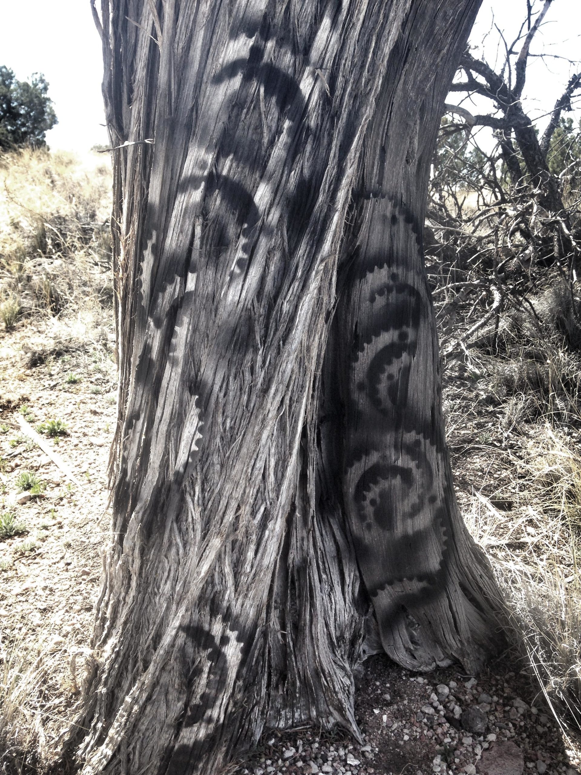 Close-up of a weathered tree trunk featuring intricate spiral patterns. The bark shows signs of age and texture, with the patterns appearing dark against the lighter wood. Surrounding landscape includes dry grass and sparse vegetation, indicating a desert environment. The image is in black and white, emphasizing the contrast between the patterns and the bark. Mariposa Fat Bike Trails mountain bike trail.