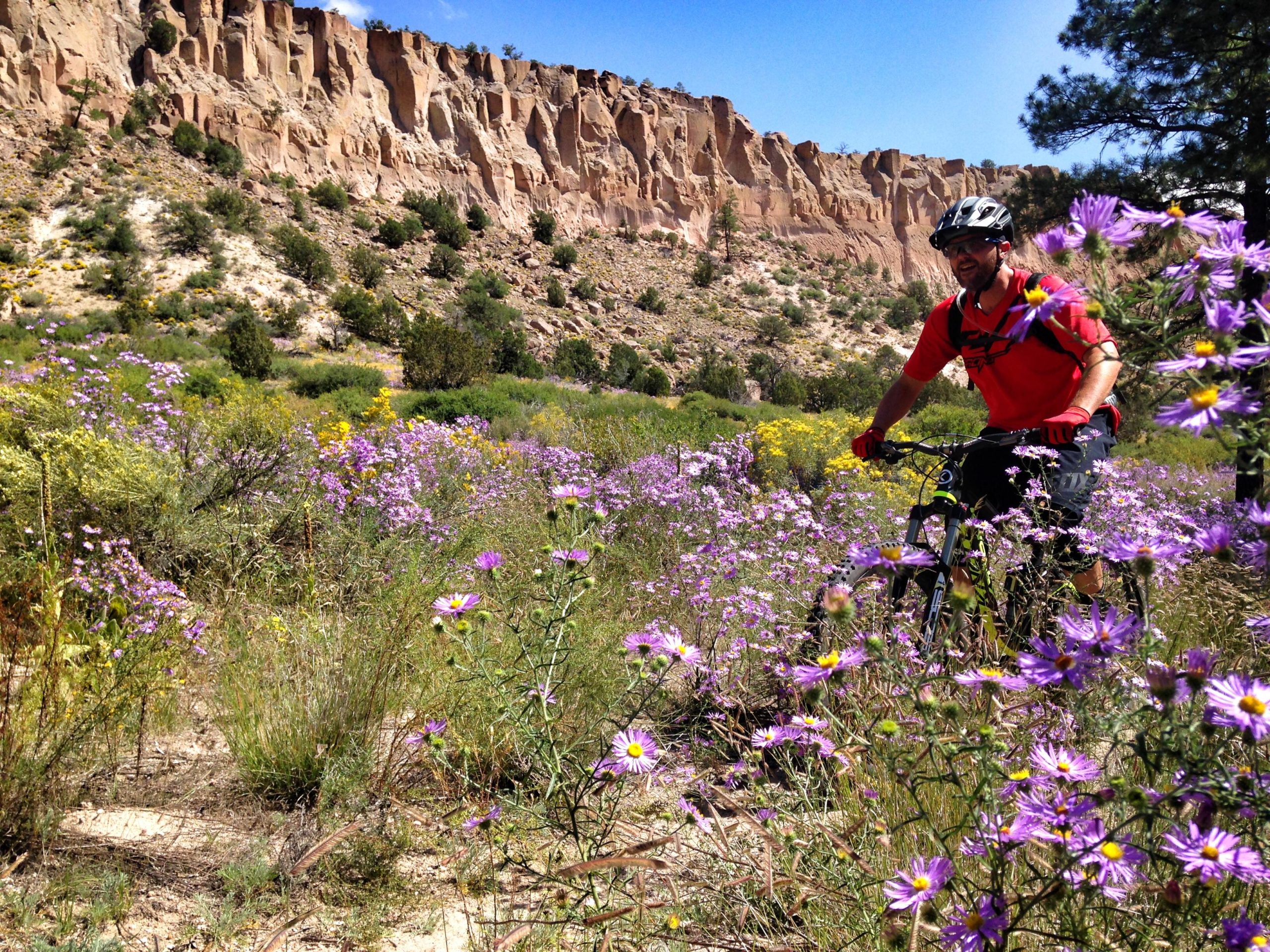 A mountain biker rides through a vibrant field of purple and yellow wildflowers, with rocky cliffs and trees in the background under a clear blue sky. Los Alamos County Trails mountain bike trail.