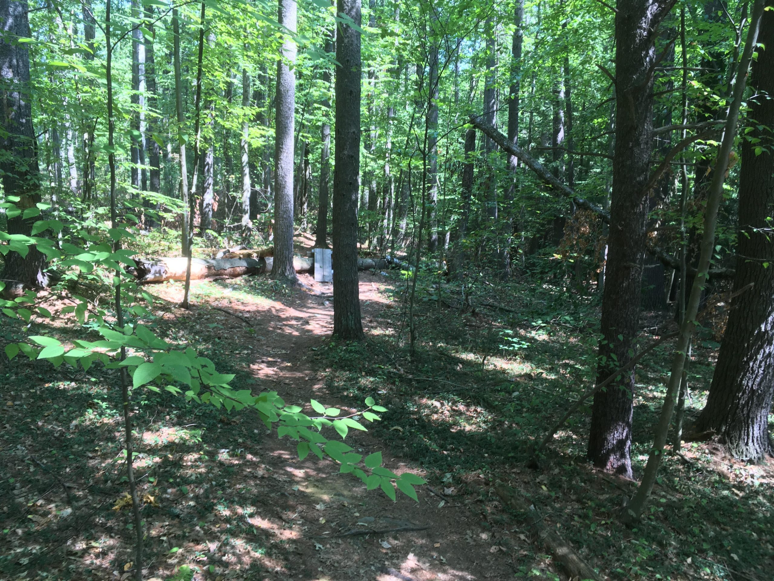 A peaceful forest scene featuring tall trees with vibrant green leaves and a dirt path winding through the underbrush. Sunlight filters through the canopy, illuminating parts of the ground where fallen leaves create a natural carpet. A fallen log lies alongside the path, contributing to the serene natural ambiance. Musquash Conservation Area mountain bike trail.