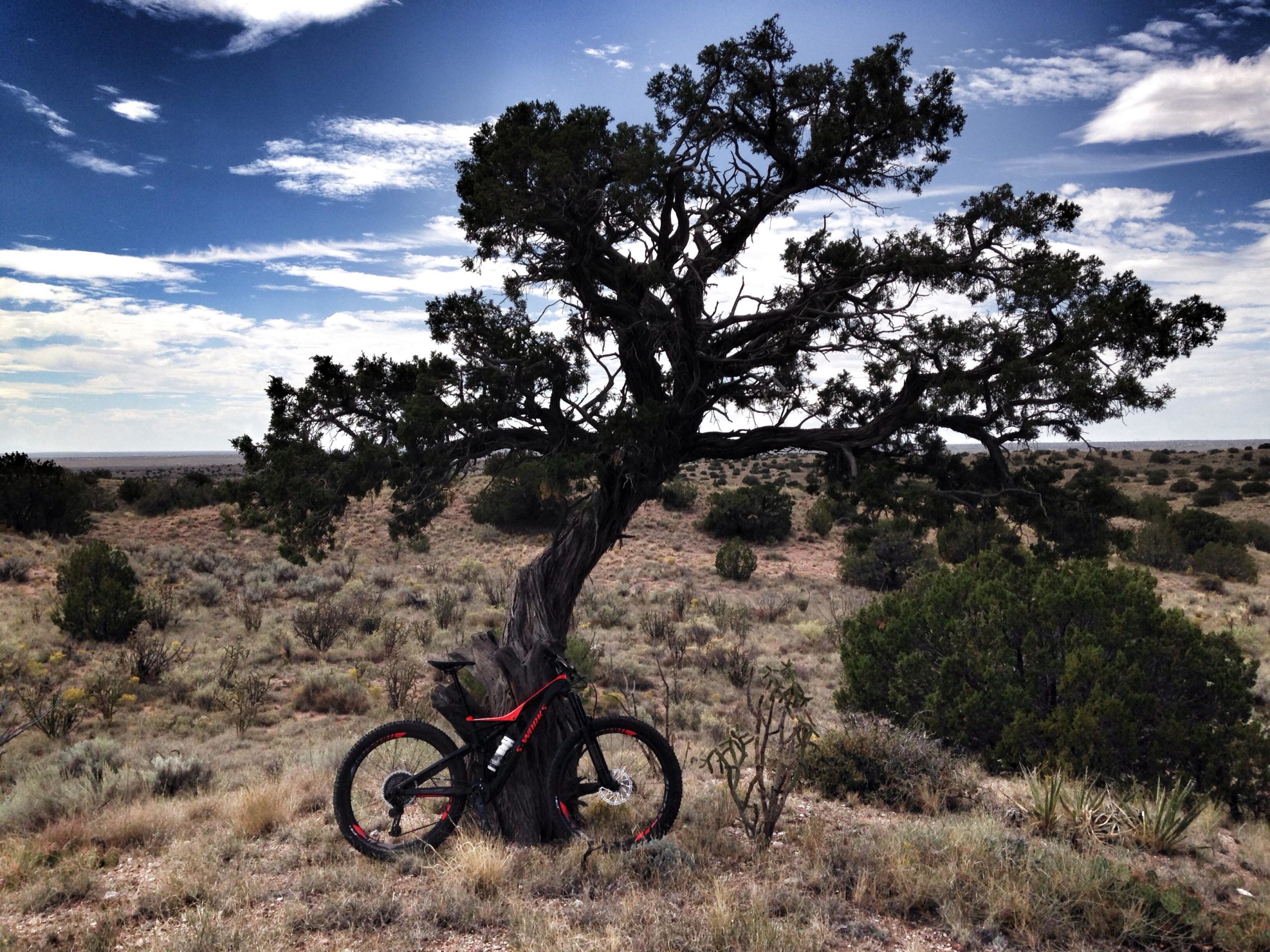 A mountain bike leaning against a twisted tree in a sparse landscape, under a sky with scattered clouds. The scene features dry grass, shrubs, and distant hills, creating a serene outdoor atmosphere. Mariposa Fat Bike Trails mountain bike trail.