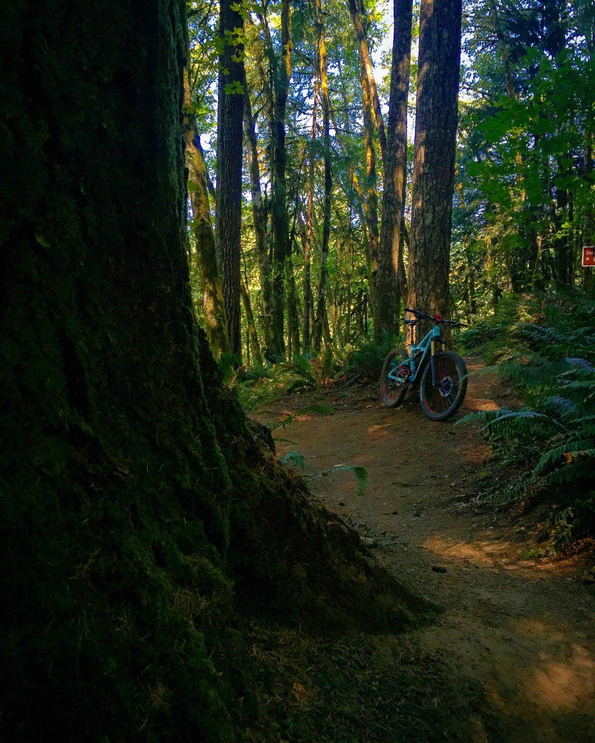 A mountain bike leaned against a large, moss-covered tree on a forest trail, surrounded by tall trees and lush greenery, with sunlight filtering through the leaves. Stub Steward State Park mountain bike trail.