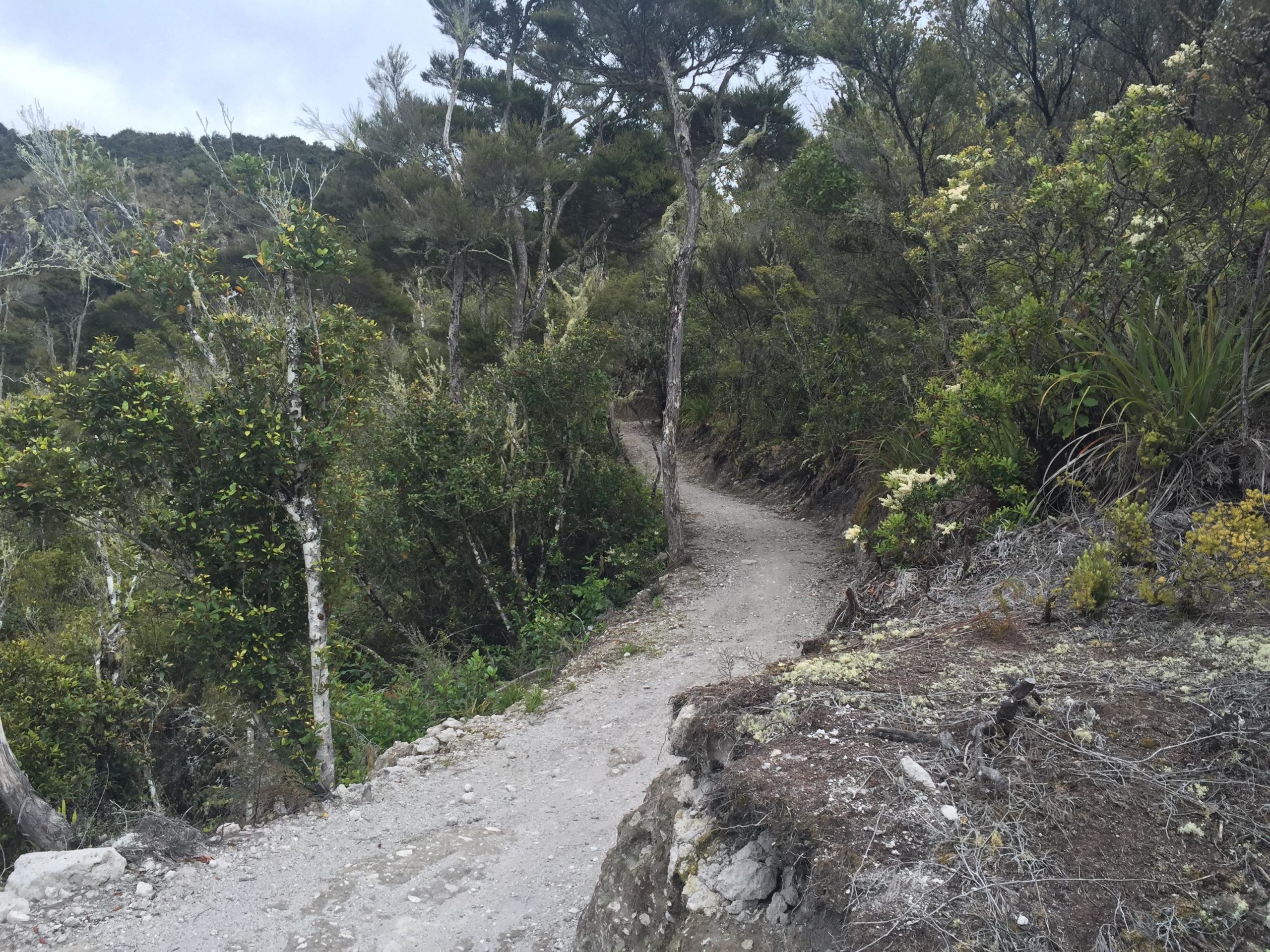 A winding dirt path surrounded by lush greenery and trees on both sides, leading through a natural landscape with a hillside in the background. The trail appears well-trodden, with patches of grass and moss along the edges. The sky is overcast, giving the scene a serene, tranquil atmosphere. Great Lake Trails mountain bike trail.