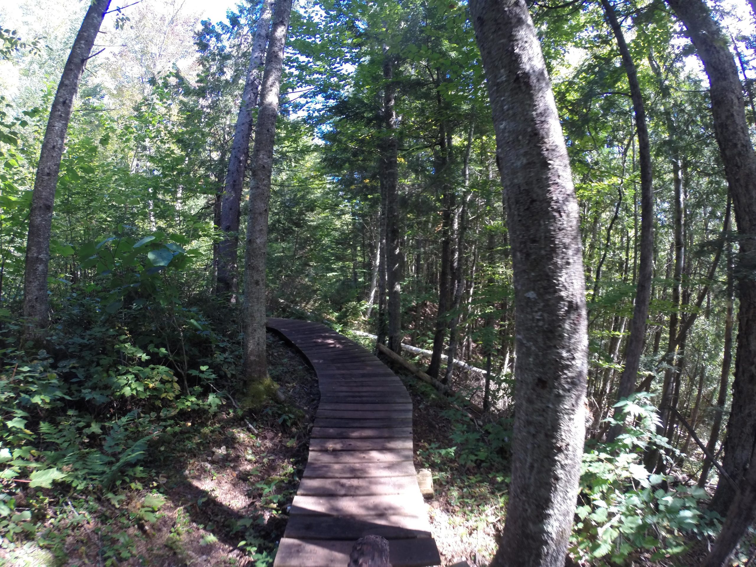 A winding wooden boardwalk path surrounded by lush green trees and underbrush, leading through a sunlit forest. Kingdom Trails mountain bike trail.