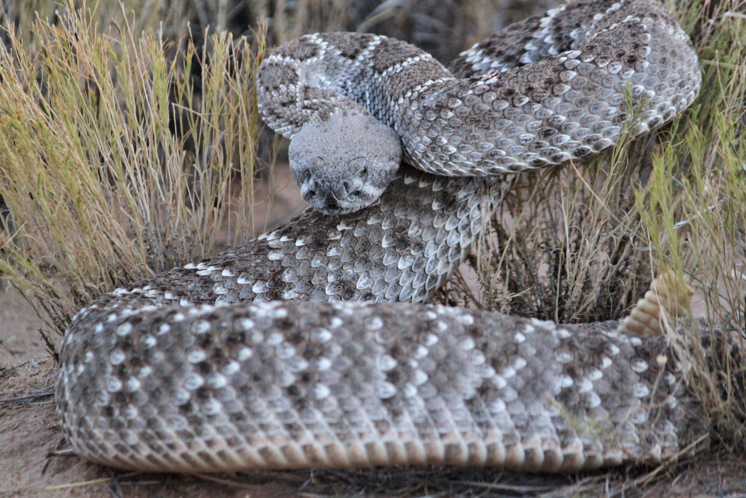 A close-up view of a coiled rattlesnake blending into its natural environment, surrounded by tall grasses. The snake's scales show a pattern of gray and brown, and its distinct rattle is visible at the end of its tail. Mariposa Fat Bike Trails mountain bike trail.