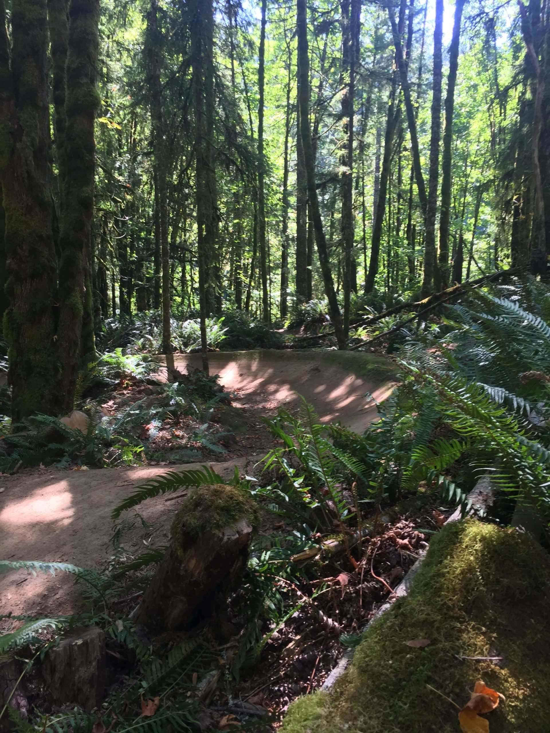 A scenic view of a forest trail surrounded by tall trees and lush greenery, featuring a dirt path that winds through the ferns and moss-covered logs. Sunlight filters through the canopy, creating a dappled light effect on the ground. Stub Steward State Park mountain bike trail.