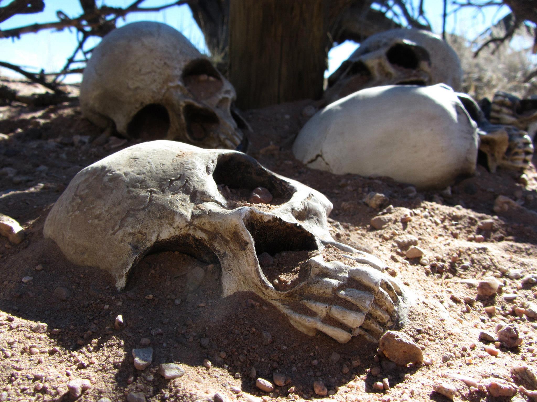 A close-up view of several human skulls on a sandy surface, partially buried among small stones. The skulls vary in size and orientation, with some displaying cracks and weathering from exposure. In the background, a blurry outline of additional skulls and dry vegetation can be seen under a clear blue sky. Mariposa Fat Bike Trails mountain bike trail.