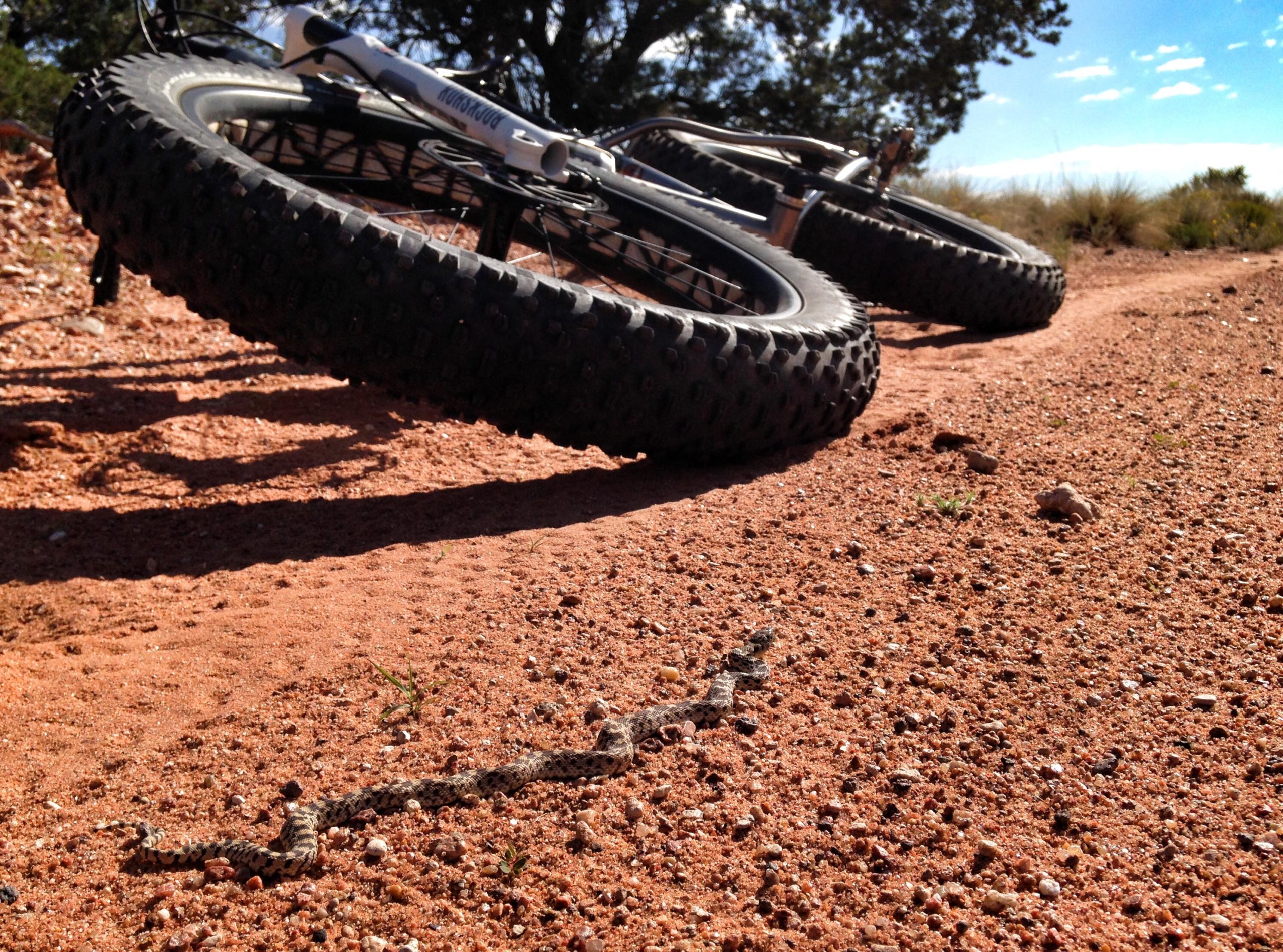 A close-up view of mountain bike tires resting on a sandy trail, with a snake slithering across the ground between the tires. The background features sparse vegetation and a clear blue sky. Mariposa Fat Bike Trails mountain bike trail.