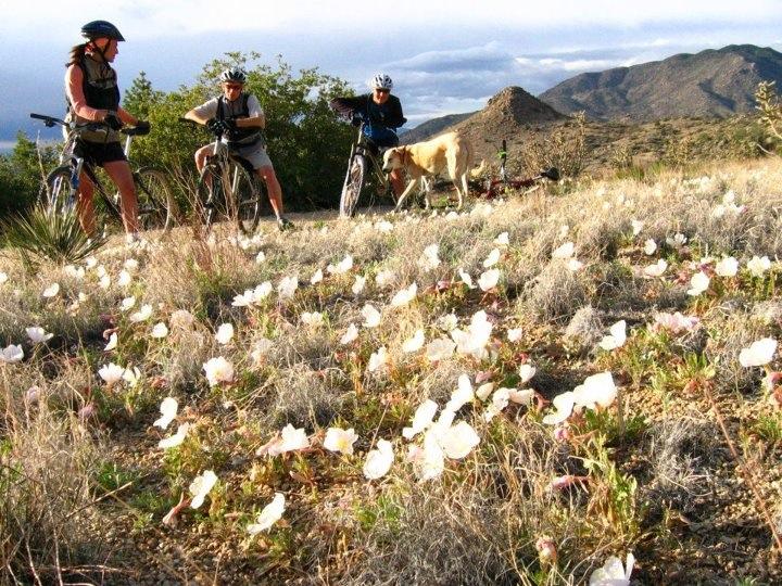 Three cyclists pause on a trail surrounded by blooming white and pink flowers, with a dog nearby. The background features rolling hills and a cloudy sky, suggesting an outdoor adventure in a natural setting. South Foothills mountain bike trail.