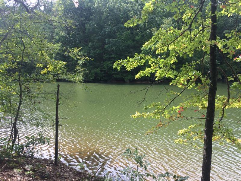 A serene view of a green-tinted lake surrounded by lush trees. The calm water reflects the greenery, with gentle ripples visible on the surface. Sunlight filters through the leaves, creating a tranquil atmosphere. Itusi @ Lake Norman State Park mountain bike trail.