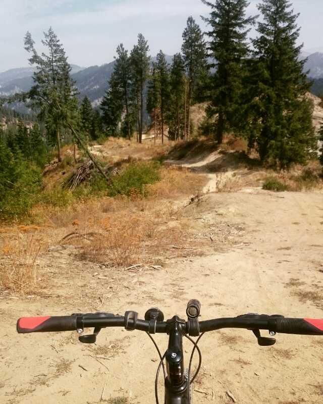 A mountain bike view from the handlebars on a dirt trail surrounded by tall pine trees and mountains in the background. The terrain appears sandy and slightly overgrown with grasses and small plants, under a clear blue sky. Freund Creek mountain bike trail.