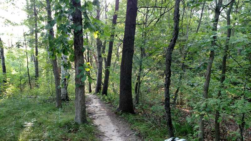 A narrow dirt path winding through a lush forest, surrounded by tall trees and vibrant greenery. Sunlight filters through the leaves, creating a serene and tranquil atmosphere. Edwards Creek mountain bike trail.
