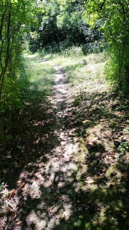 A sunlit hiking trail surrounded by lush greenery, with a winding path covered in fallen leaves and patches of sunlight filtering through the trees. Hueston Woods State Park mountain bike trail.