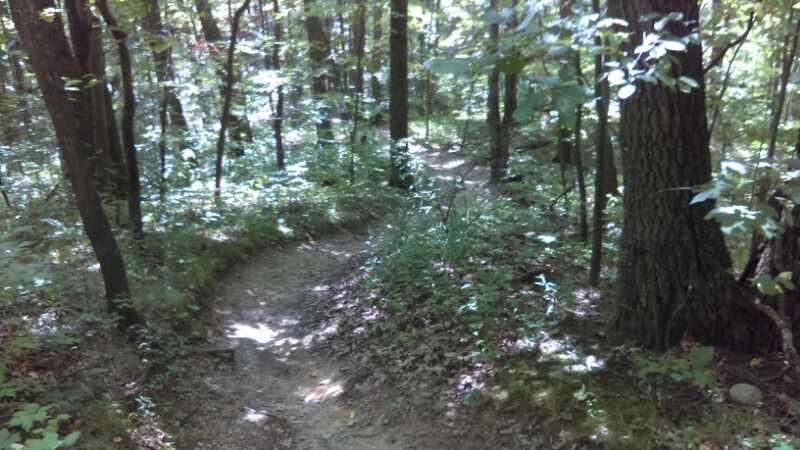 A winding dirt path through a lush forest, surrounded by tall trees and dense greenery. Sunlight filters through the leaves, casting a dappled light on the trail, which diverges into two paths in the foreground. Potawatomi trail mountain bike trail.