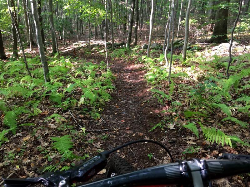 A narrow dirt bike trail winding through a lush, green forest, flanked by ferns and small trees. The handlebars of a mountain bike are visible in the foreground, suggesting an adventurous ride through nature. Sunlight filters through the leaves, creating a warm, inviting atmosphere. Merli-Sarnoski mountain bike trail.
