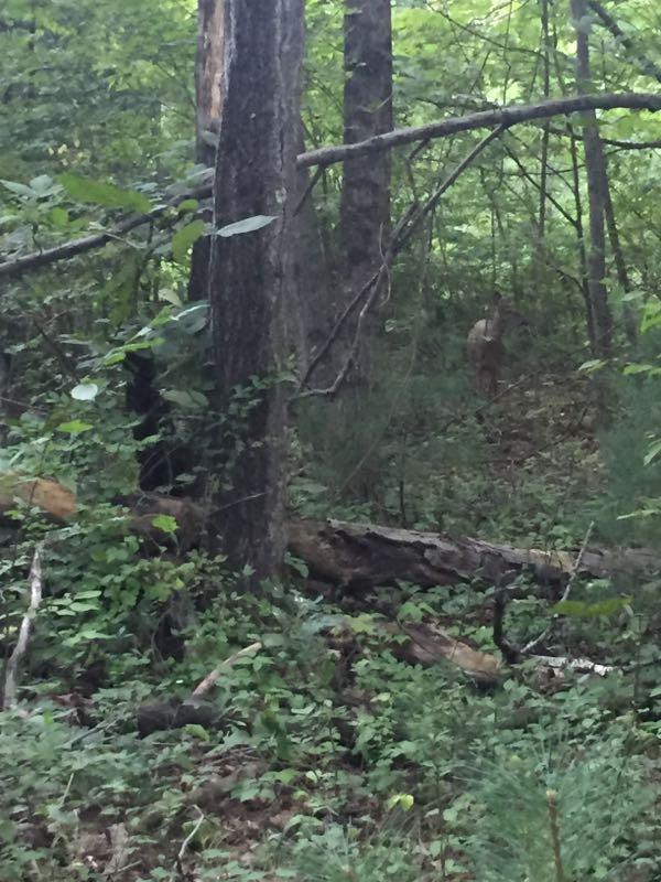 A dense forest scene featuring tall trees and lush greenery, with a dark figure on the left and a lighter-colored animal partially visible in the background, partially obscured by foliage. Rayburn Trails mountain bike trail.