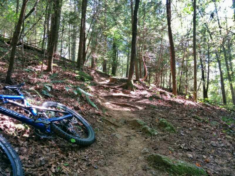 A mountain bike rests on the forest floor beside a dirt trail winding through trees and greenery. Sunlight filters through the leaves, highlighting the uneven terrain and surrounding foliage. River Loop mountain bike trail.