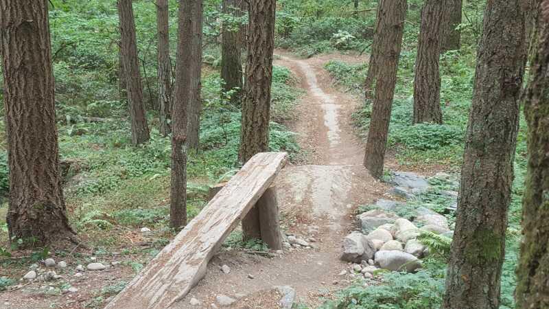 A dirt path through a dense forest, featuring tall trees and lush greenery, with a wooden bridge crossing over a small area of rocks. Swan Creek mountain bike trail.