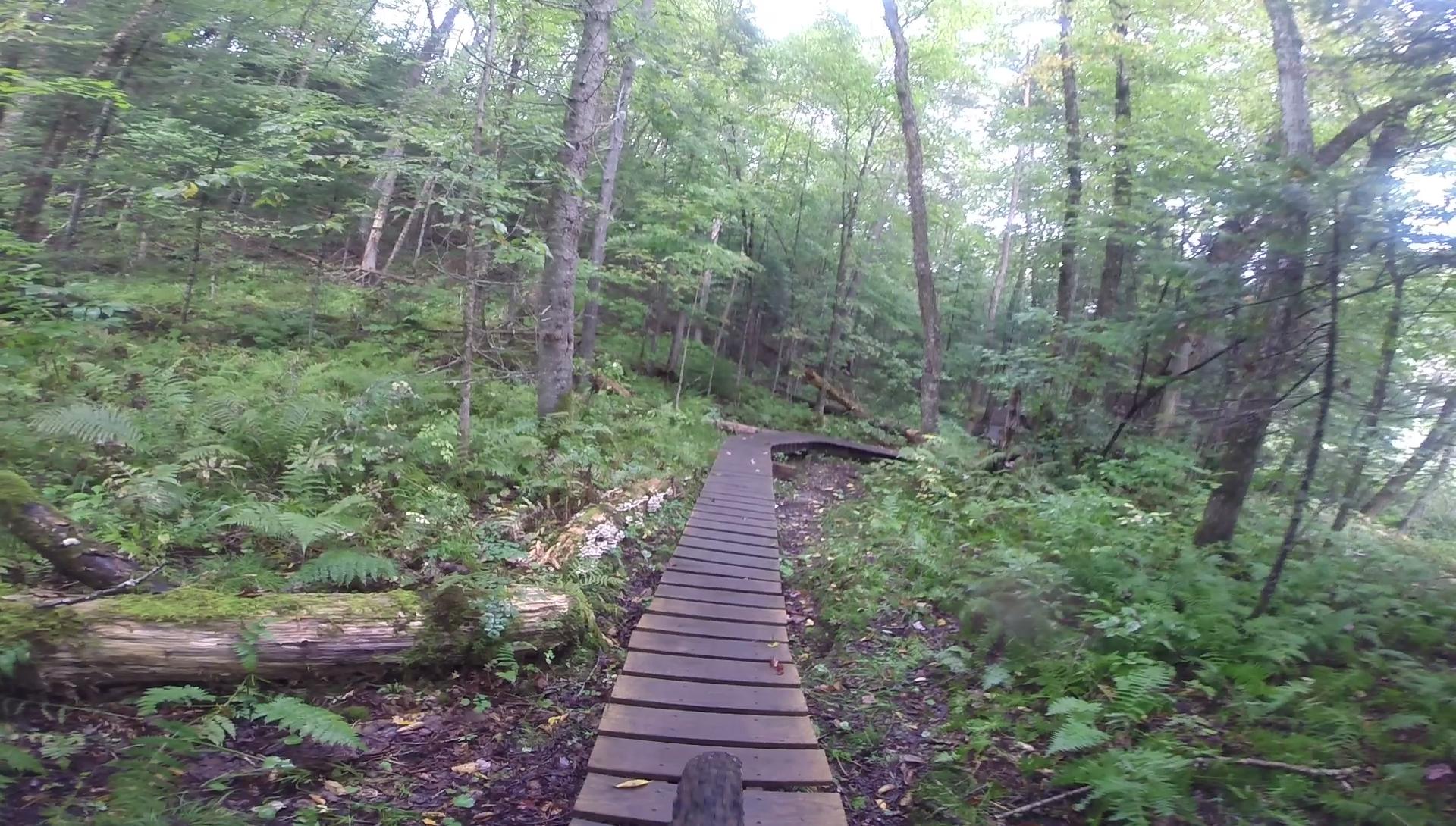 A wooden boardwalk path winding through a lush green forest, surrounded by trees and ferns, with a glimpse of the ground visible along the sides. Kingdom Trails mountain bike trail.