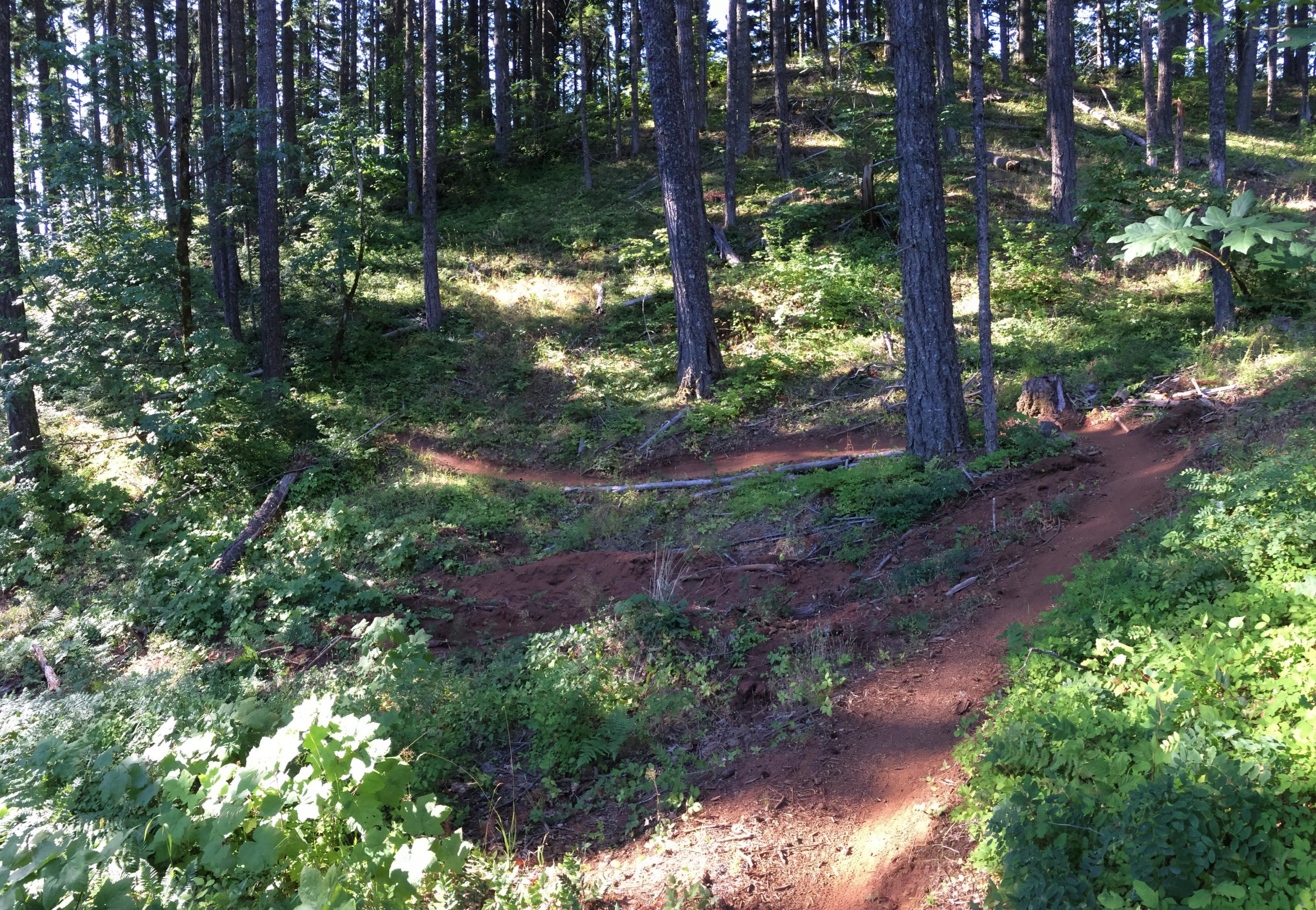 A winding dirt trail through a lush green forest, surrounded by tall trees and underbrush. Sunlight filters through the leaves, creating patches of light and shadow on the landscape. Post Canyon mountain bike trail.