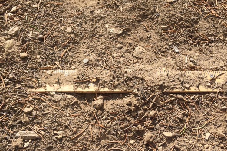A wooden ruler partially buried in dry, sandy soil, surrounded by small rocks and pine needles.