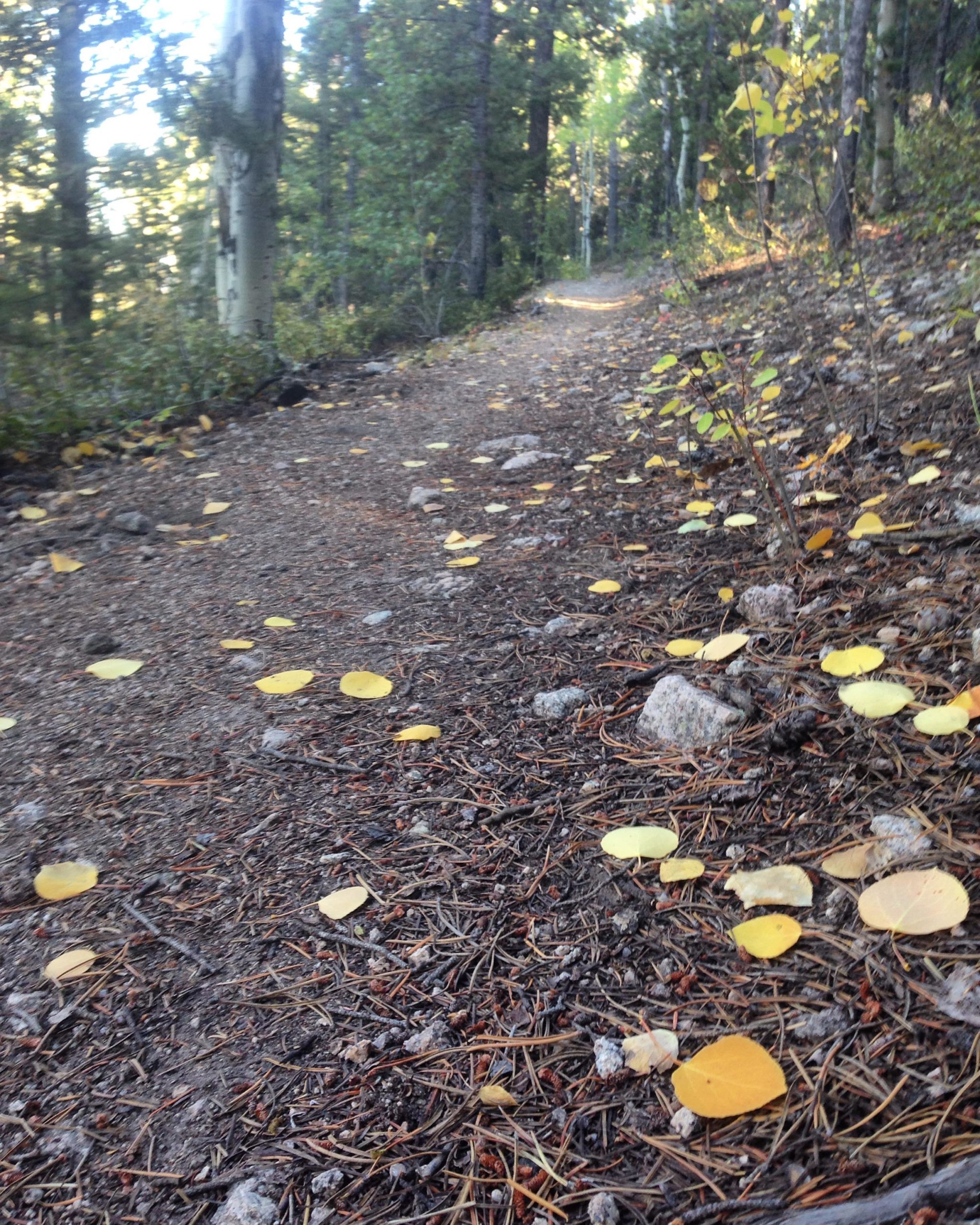 A forest trail covered with a mix of dirt and small rocks, lined by trees. Yellow autumn leaves are scattered across the path, creating a serene, natural setting. Soft sunlight filters through the trees, illuminating the trail ahead. Colorado Trail: Mount Princeton to Avalanche Trailhead / Collegiate Peaks Wilderness mountain bike trail.