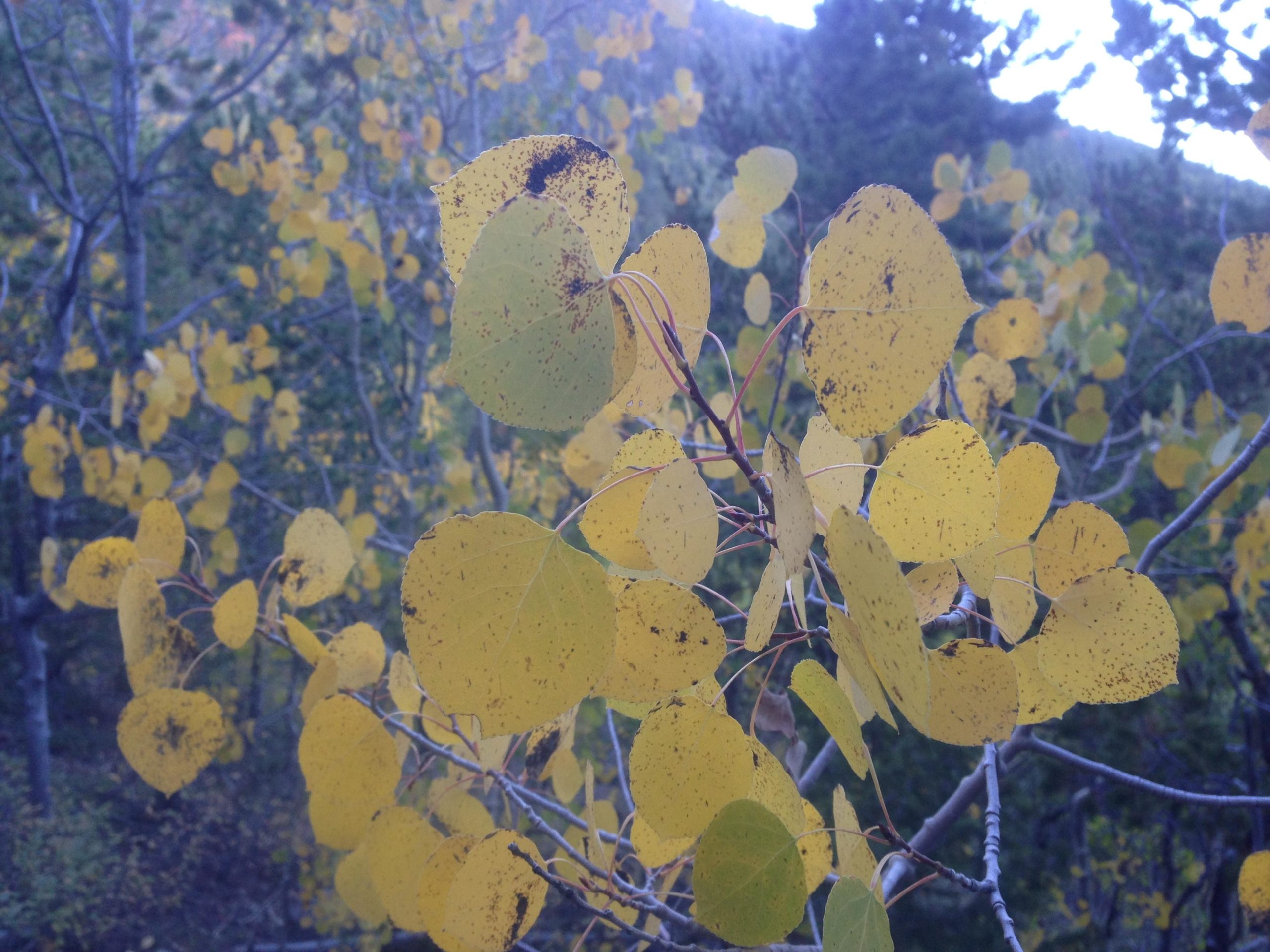 A close-up view of golden yellow leaves on slender branches, surrounded by blurred greenery. Some leaves show spots and imperfections, capturing the beauty of autumn foliage. Colorado Trail: Mount Princeton to Avalanche Trailhead / Collegiate Peaks Wilderness mountain bike trail.