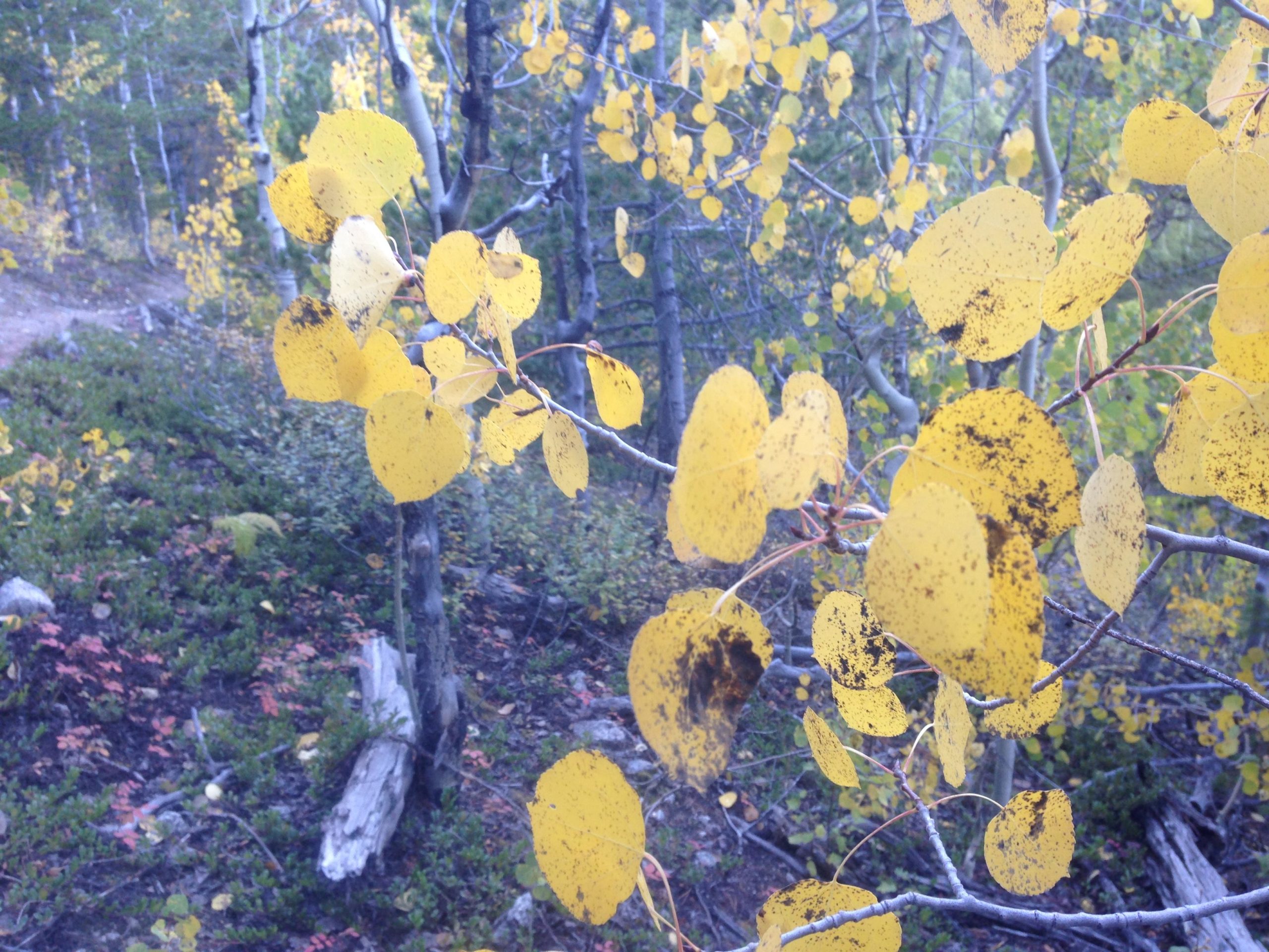 Close-up view of yellow aspen leaves on a branch, with a soft focus on the surrounding forest and ground covered in green and brown foliage. The image captures the colors of autumn, with a blurred background of trees and fallen leaves. Colorado Trail: Mount Princeton to Avalanche Trailhead / Collegiate Peaks Wilderness mountain bike trail.