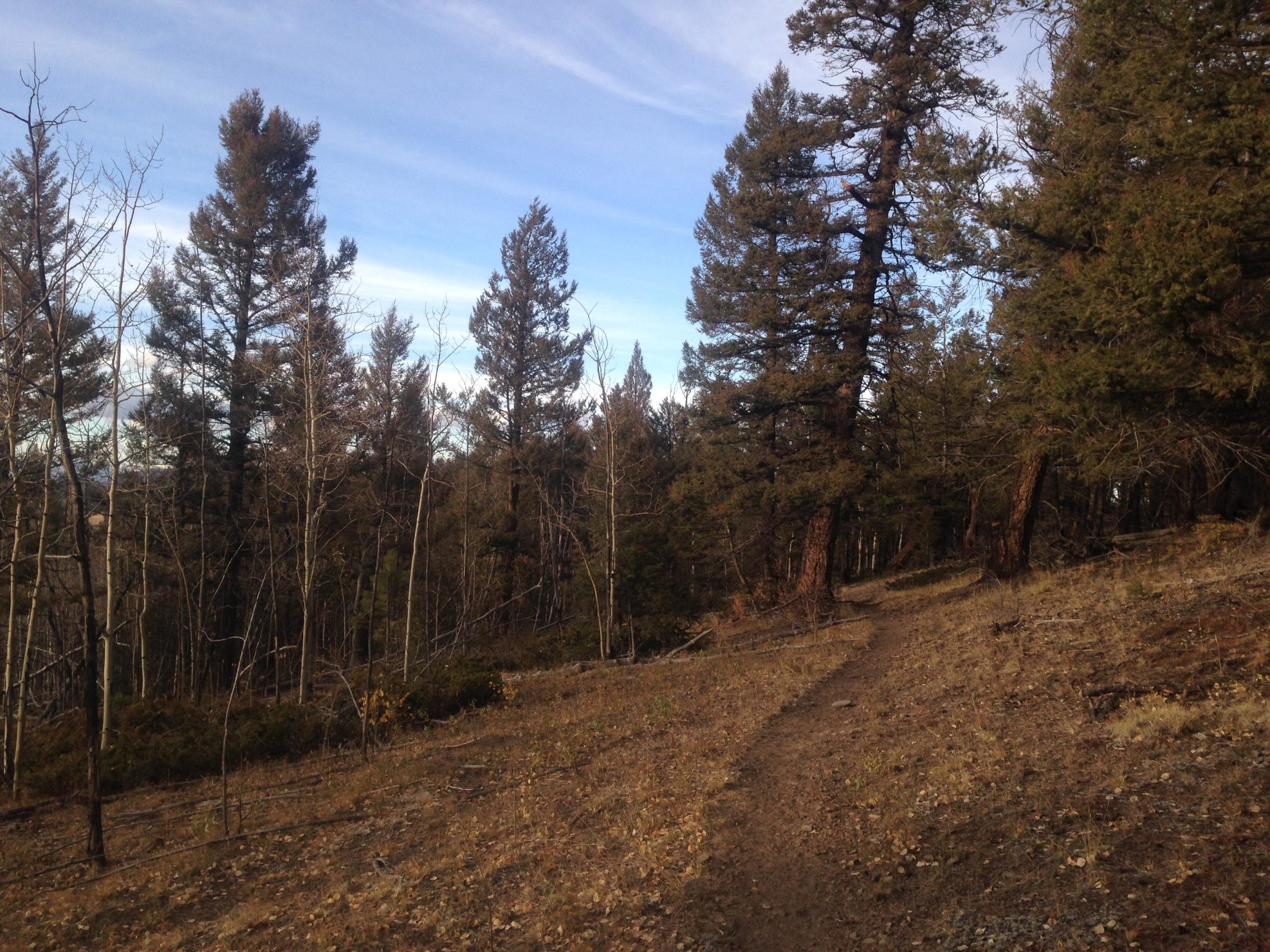A winding dirt path leading through a forested area, lined with tall evergreen trees and sparse underbrush, under a clear sky. Futurity Singletrack mountain bike trail.