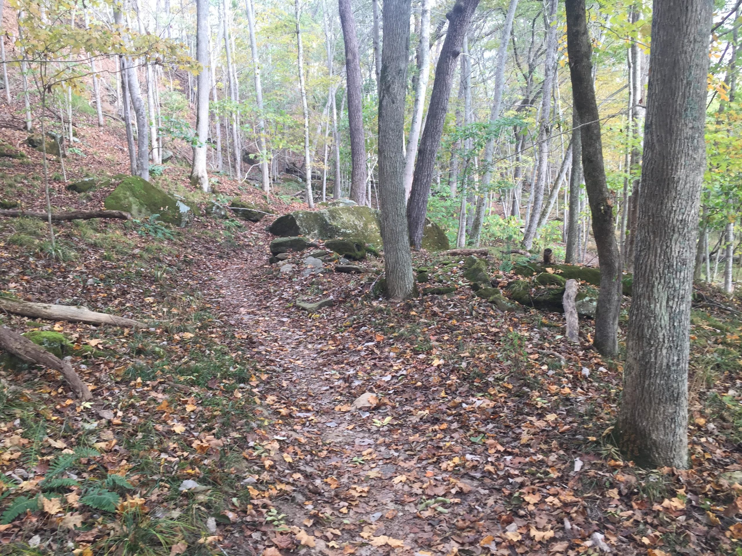 A winding dirt path through a tranquil forest scene, surrounded by trees with autumn leaves scattered on the ground. Large rocks and patches of greenery are visible along the trail, creating a peaceful natural setting. Beech Fork State Park mountain bike trail.