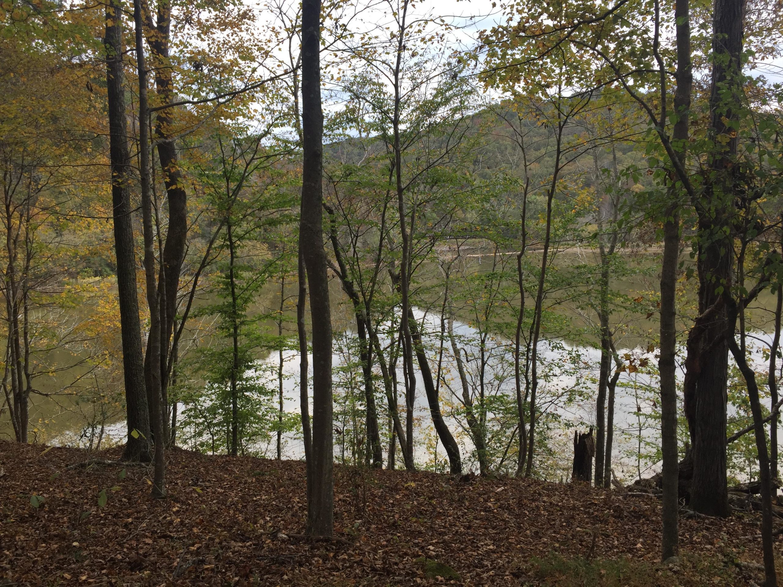 A serene landscape featuring trees in autumn foliage framing a calm river. The scene captures the natural beauty of a wooded area, with hints of yellow and green leaves scattered among the branches, reflecting on the water's surface. The foreground is covered in fallen leaves, adding to the tranquil atmosphere. Beech Fork State Park mountain bike trail.