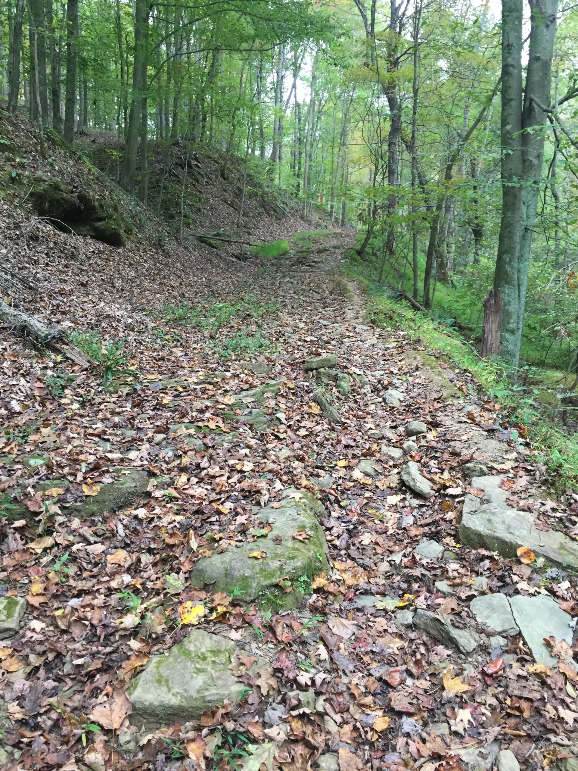 A winding dirt trail covered in fallen leaves and surrounded by trees in a lush, green forest. The path is rocky in some areas, with moss-covered stones visible, and gentle slopes on either side. Beech Fork State Park mountain bike trail.