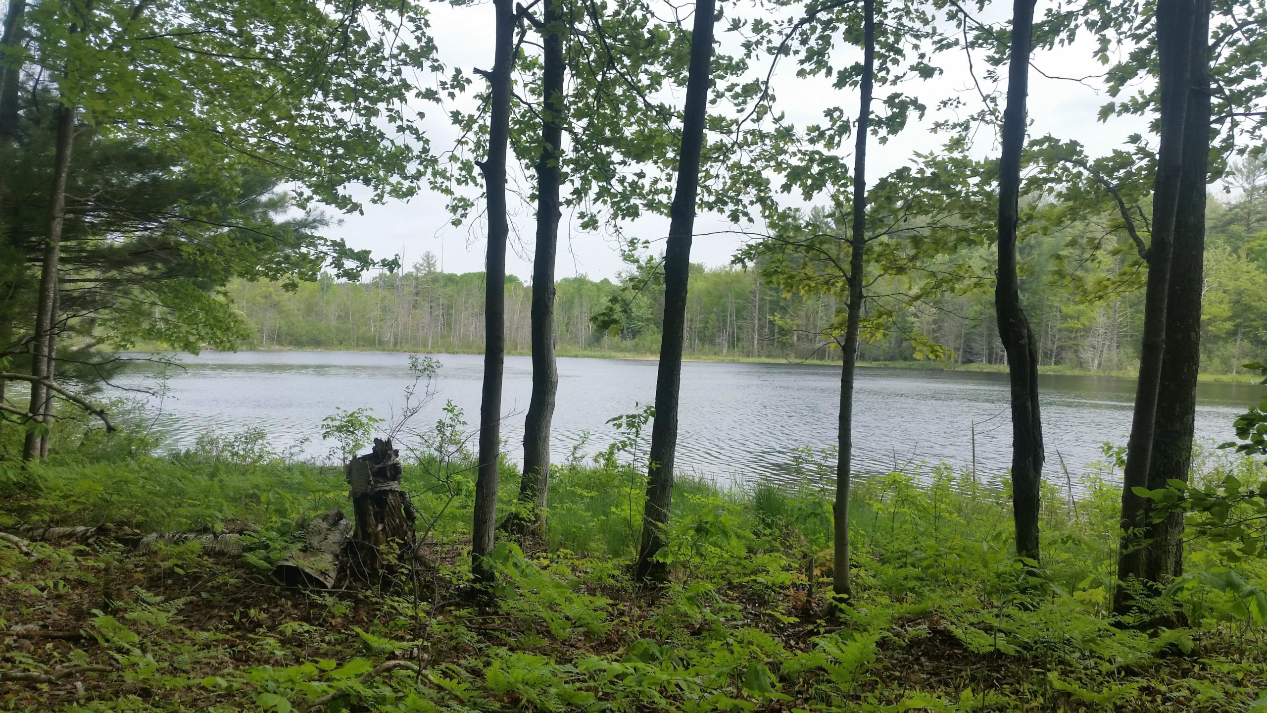 A tranquil view of a calm lake surrounded by green trees and lush ferns, with a cloudy sky above. Lake Ann mountain bike trail.