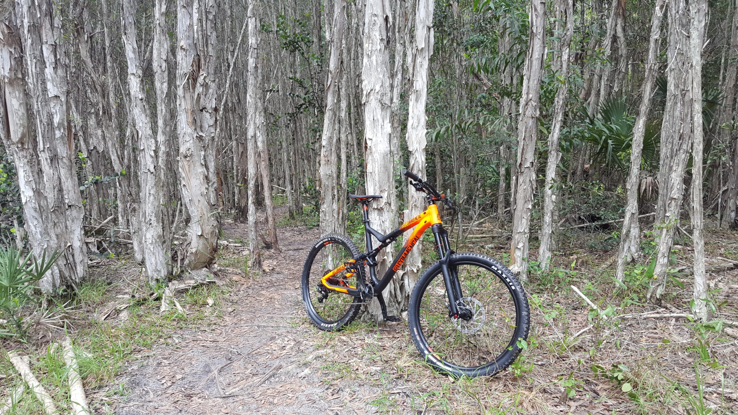 Commencal Meta AM V4: A brightly colored mountain bike is resting on a dirt path surrounded by tall, slender trees in a dense forest. The ground is covered with pine needles and occasional patches of grass, indicating a natural outdoor setting ideal for biking.