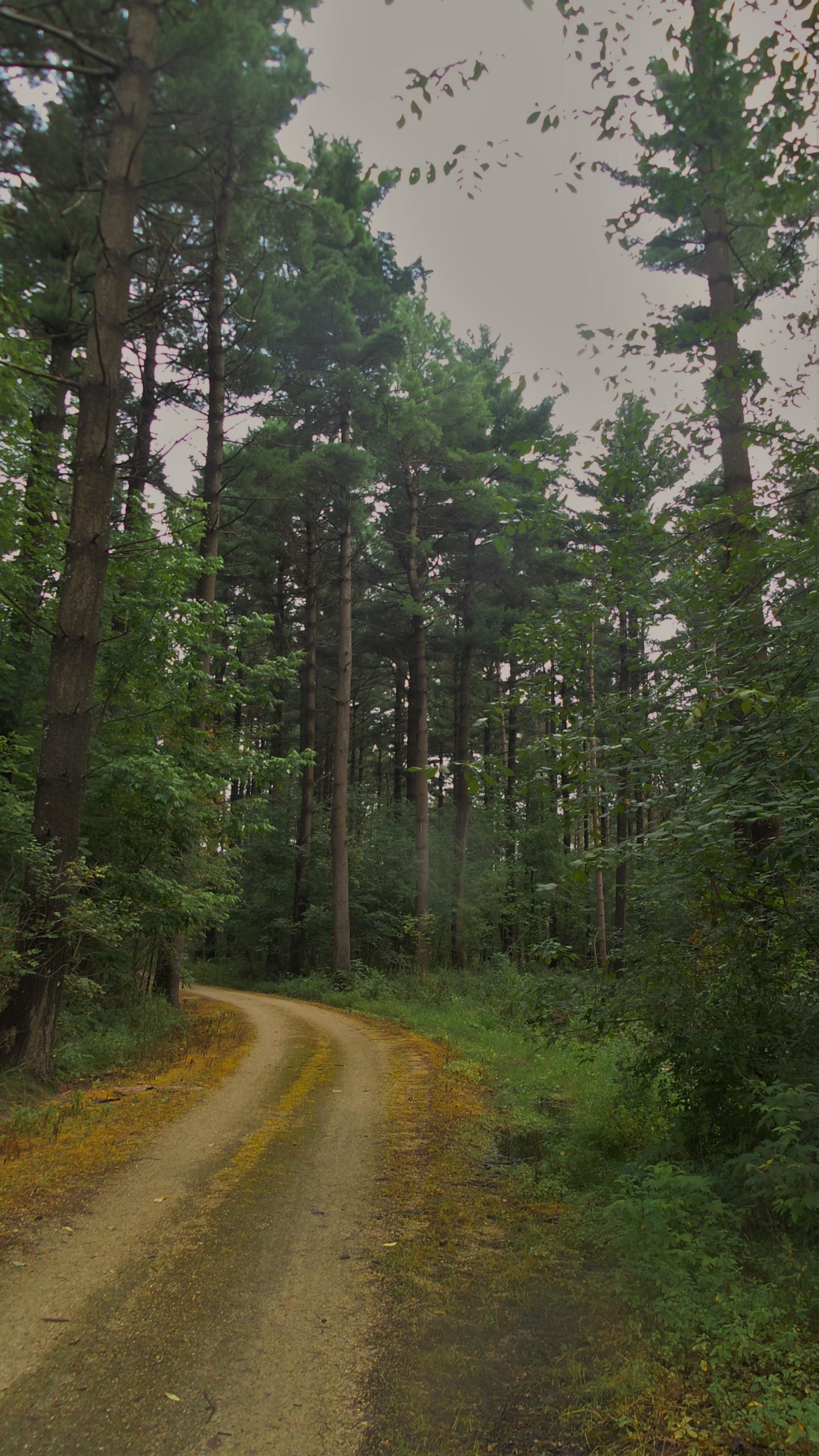 A winding dirt path surrounded by tall trees and lush greenery in a forested area, with a slightly overcast sky. Lake to Lake mountain bike trail.