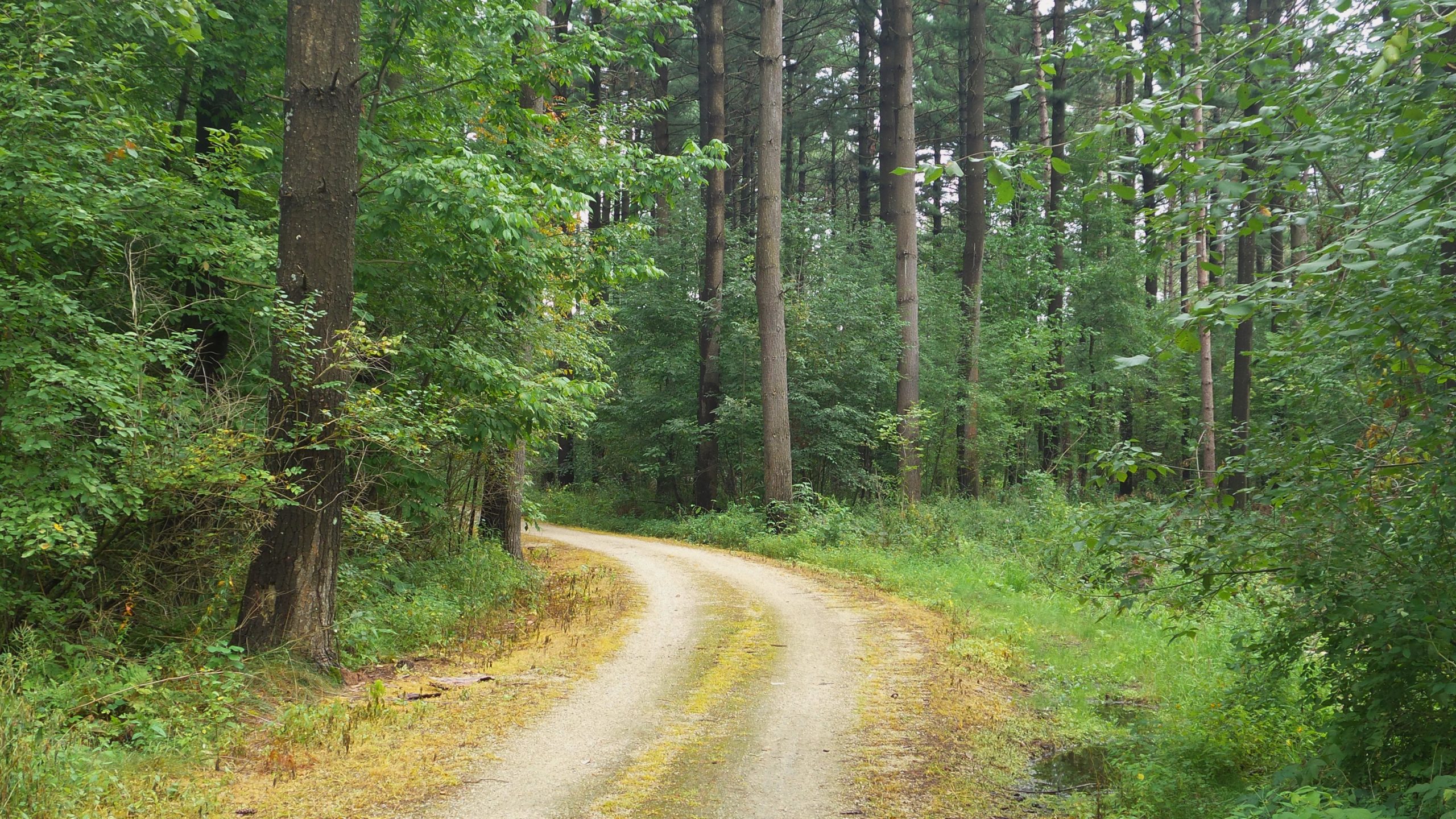 A winding gravel path surrounded by tall trees and dense greenery in a forest setting, with lush vegetation on either side. Lake to Lake mountain bike trail.