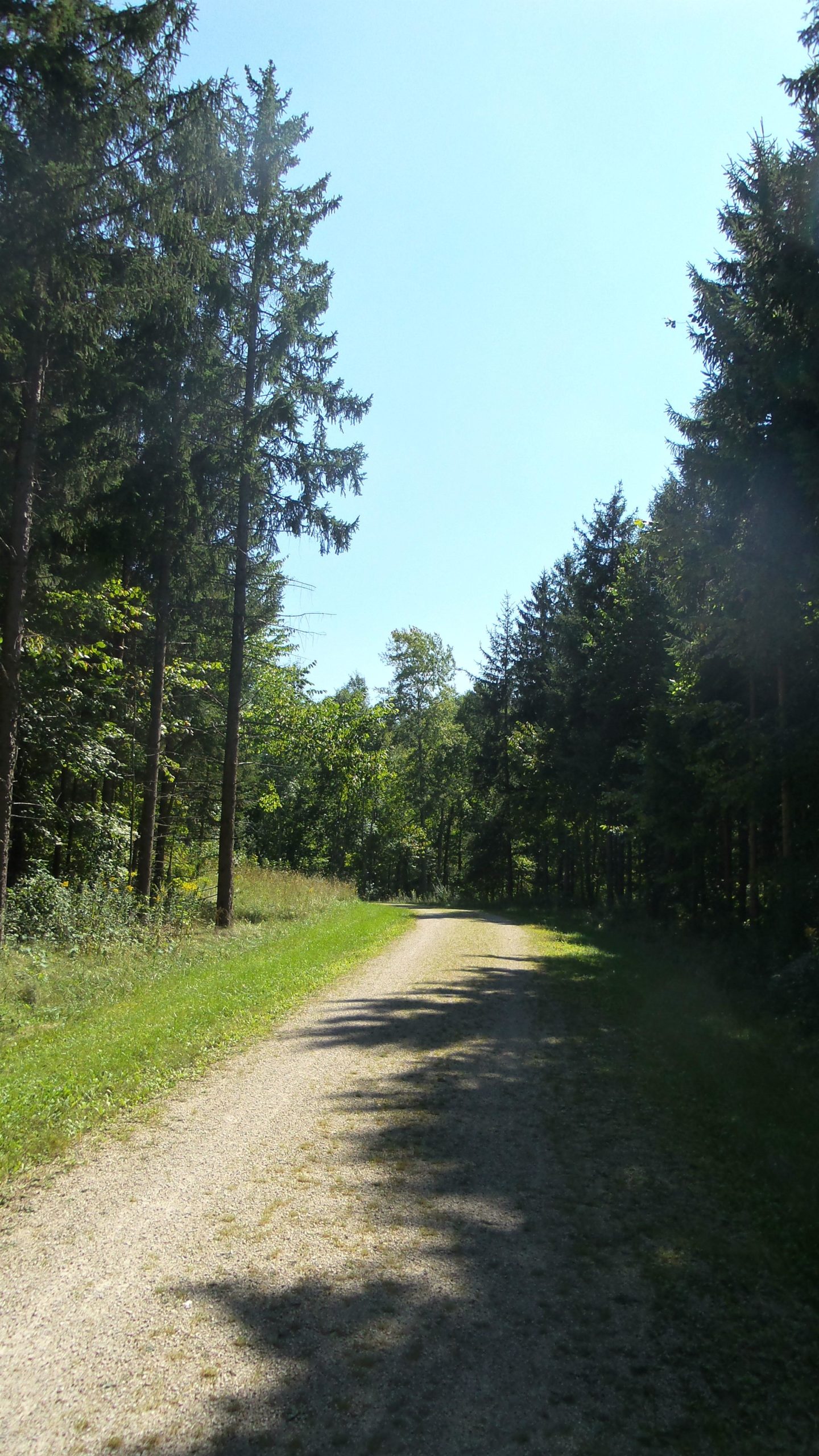 A serene gravel path winding through a forest, surrounded by tall trees and lush greenery, under a clear blue sky. Sunlight filters through the branches, casting shadows on the ground. Lake to Lake mountain bike trail.