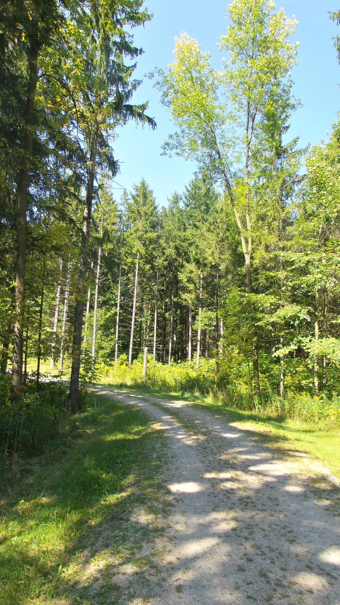 A tranquil forest scene featuring a winding dirt path surrounded by tall trees and lush green foliage under a clear blue sky. The path diverges, leading deeper into the serene woods. Lake to Lake mountain bike trail.