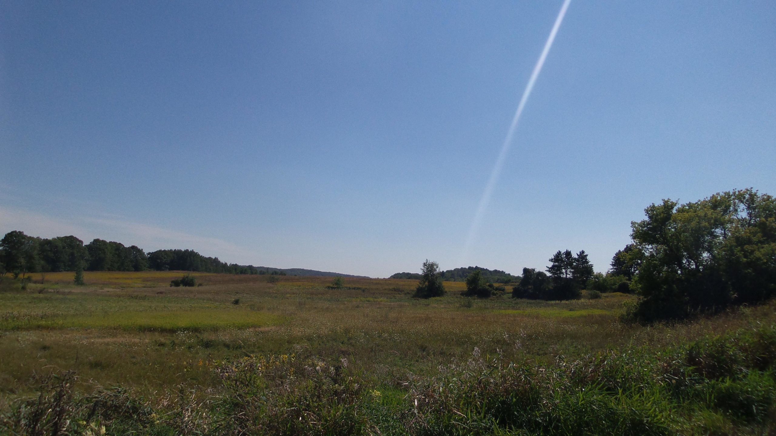 A wide-open landscape featuring lush green fields, scattered trees, and a clear blue sky. The foreground shows tall grasses with wildflowers, while the background reveals gentle hills under bright sunlight. Lake to Lake mountain bike trail.