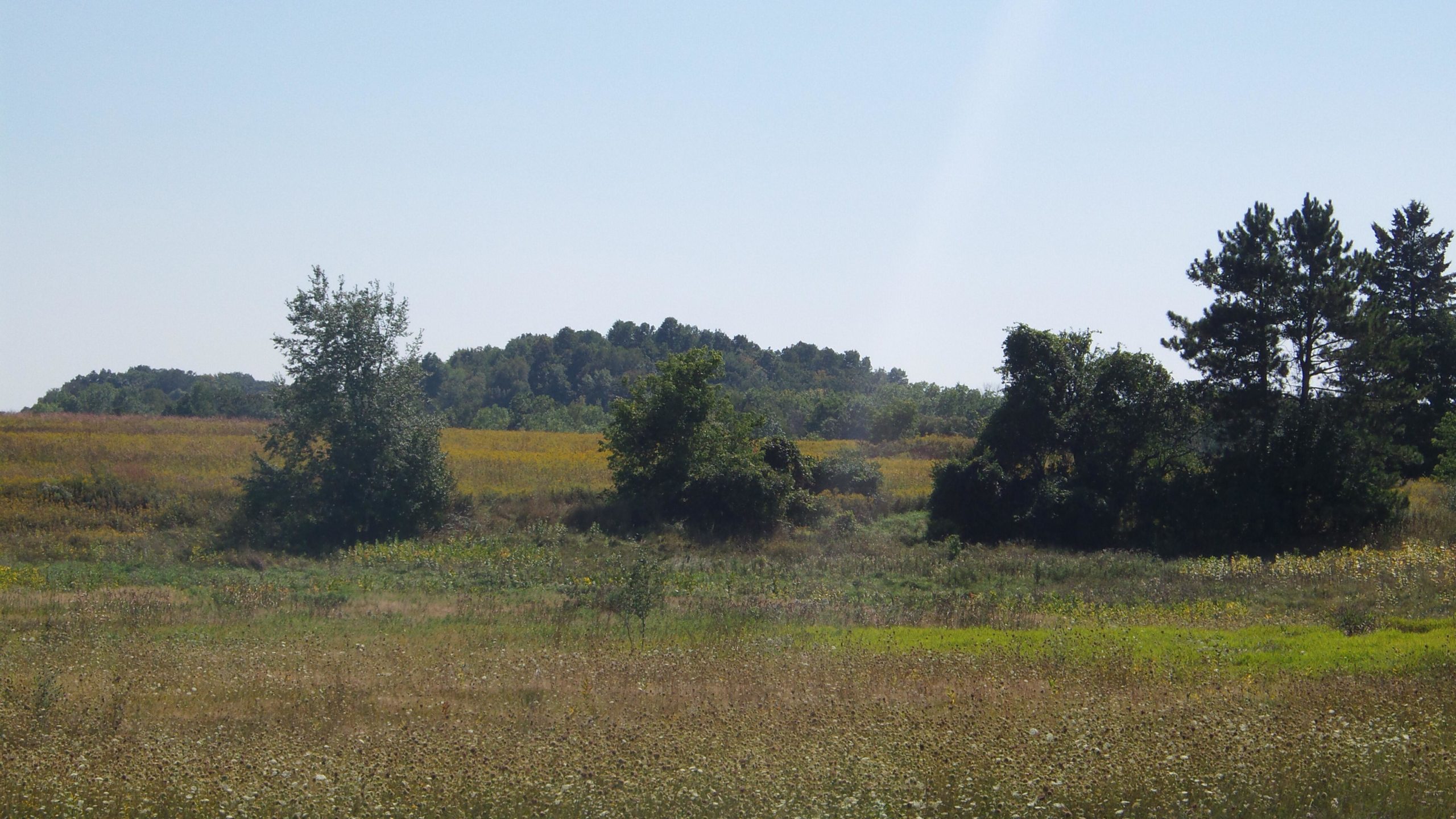 A scenic view of a grassy landscape featuring a mix of wildflowers and patches of shrubs and trees under a clear blue sky. In the background, a gentle hill is visible, lined with dense foliage. The foreground showcases a variety of green and yellow hues, suggesting a late summer or early autumn setting. Lake to Lake mountain bike trail.