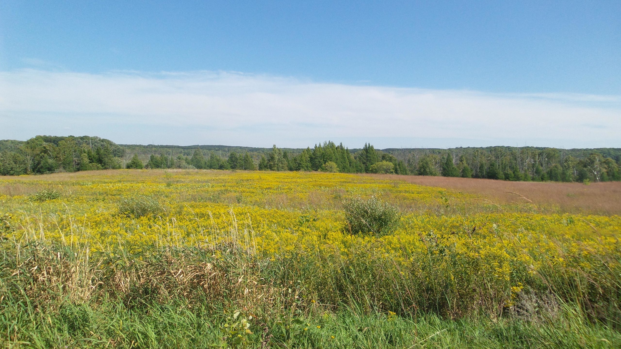 A panoramic view of a vibrant field covered in yellow wildflowers, stretching across the landscape under a clear blue sky. Lush green trees line the horizon, contrasting with the golden blossoms and the soft brown hues of the distant grasslands. Lake to Lake mountain bike trail.