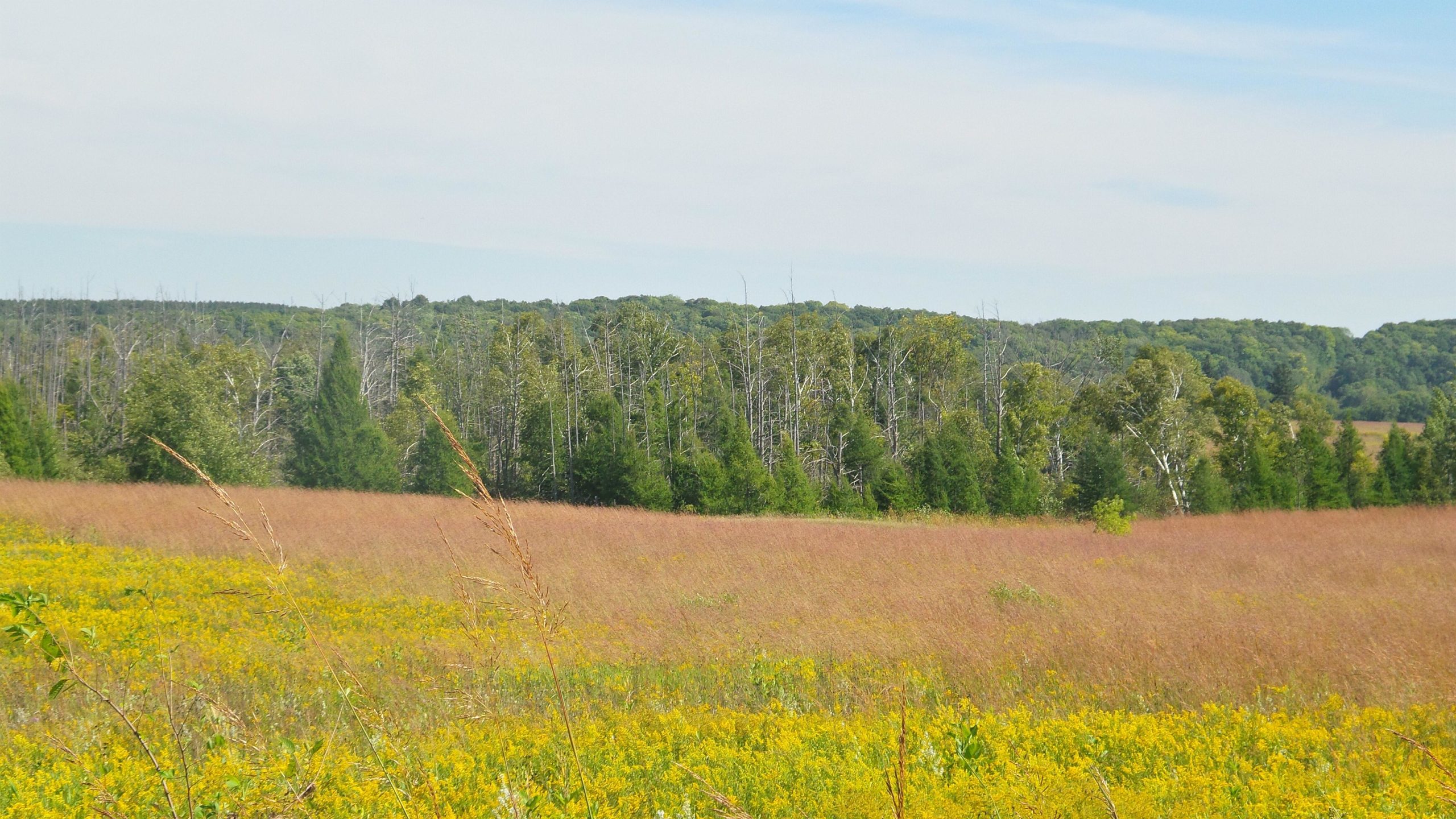 A scenic view of rolling fields with a mix of tall grasses and bright yellow wildflowers in the foreground, transitioning to a line of green trees and bare branches in the background under a clear blue sky. Lake to Lake mountain bike trail.