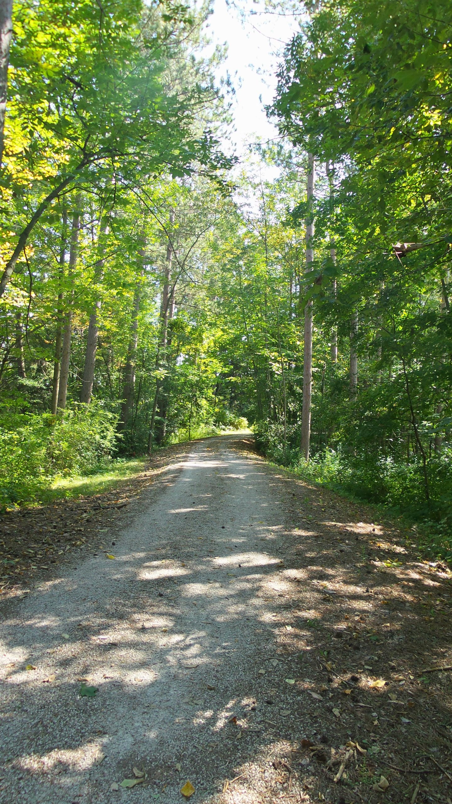 A gravel path winding through a lush green forest, surrounded by tall trees and dappled sunlight filtering through the leaves. The scene conveys a sense of tranquility and invites exploration along the serene trail. Lake to Lake mountain bike trail.