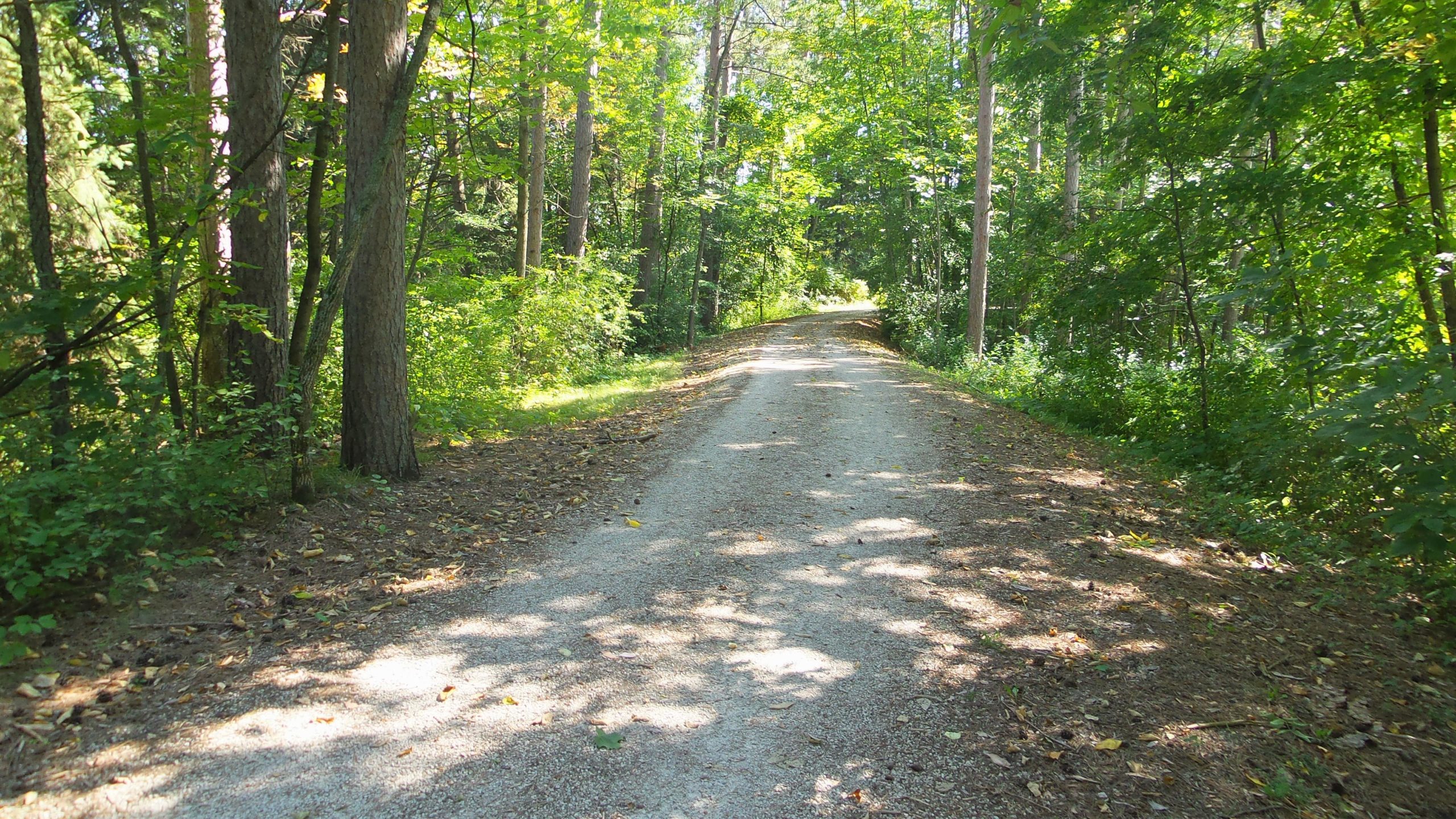 A sunny, tree-lined gravel path winding through a lush forest. The scene features tall trees with green leaves, soft shadows cast on the ground, and a variety of shrubs and greenery along the sides of the trail. Lake to Lake mountain bike trail.